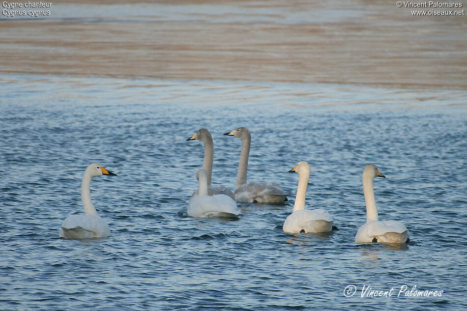 Cygne chanteur