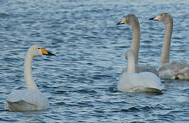 Cygne chanteur