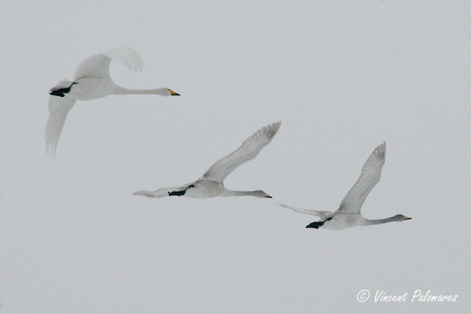 Cygne chanteur