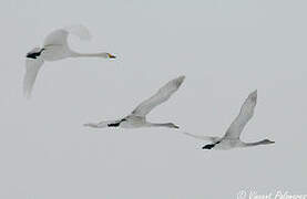 Whooper Swan