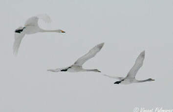 Cygne chanteur