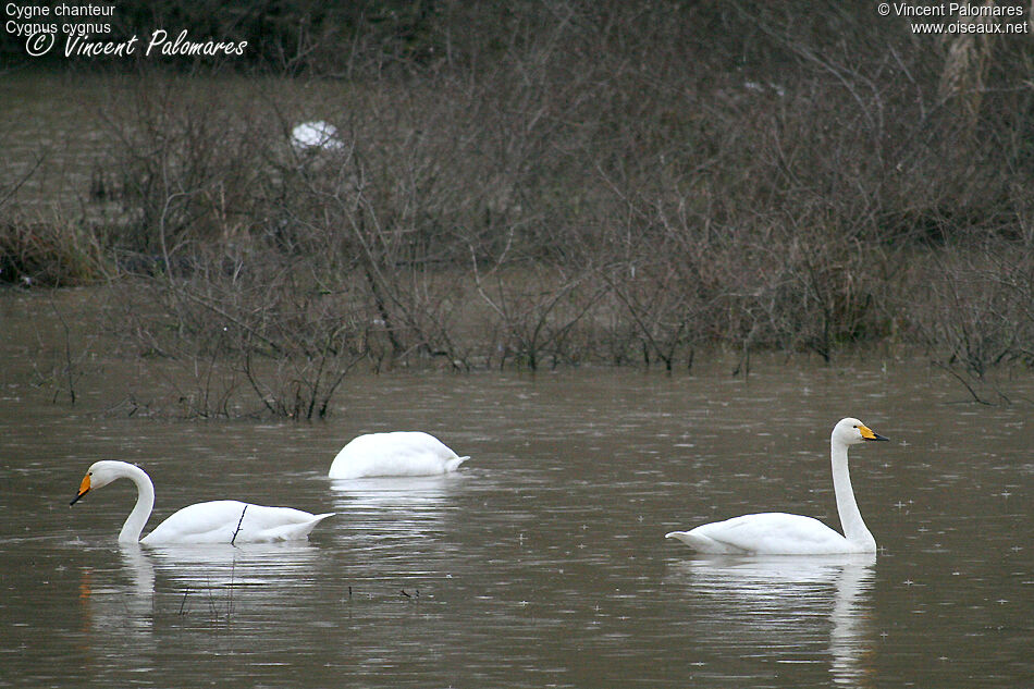 Cygne chanteuradulte