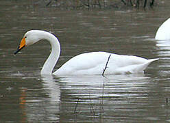 Whooper Swan