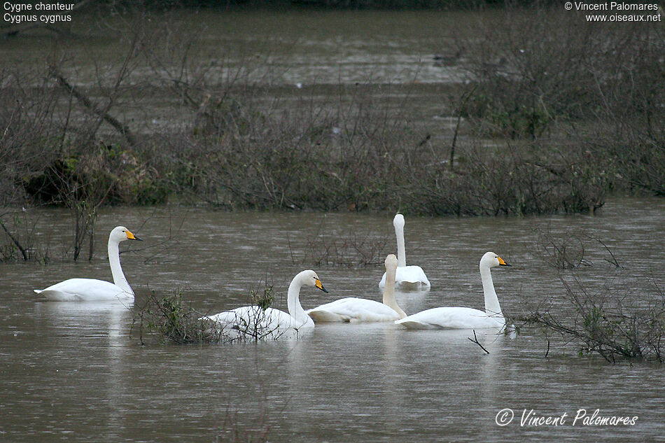 Cygne chanteuradulte