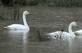 Cygne chanteur