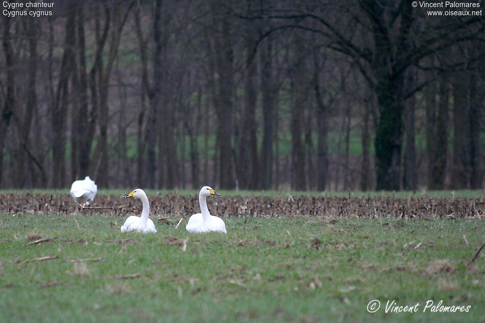 Cygne chanteuradulte