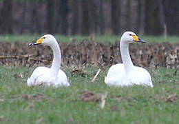 Whooper Swan