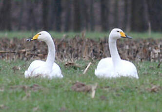 Cygne chanteur