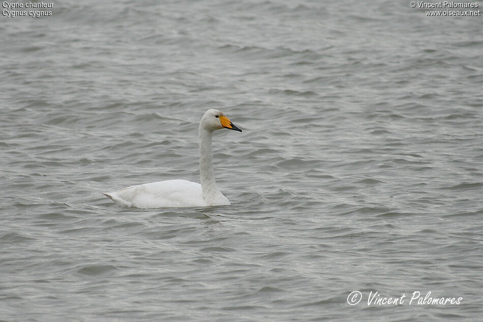 Cygne chanteuradulte