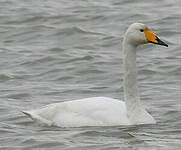 Cygne chanteur