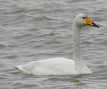 Whooper Swan