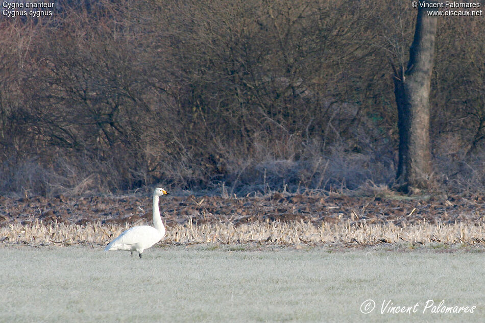 Cygne chanteuradulte