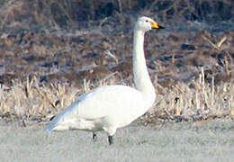 Whooper Swan