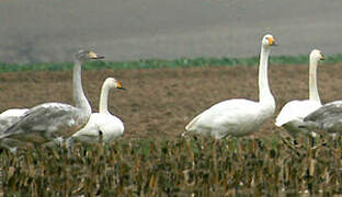 Whooper Swan