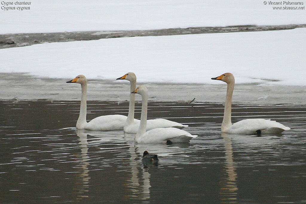 Cygne chanteur