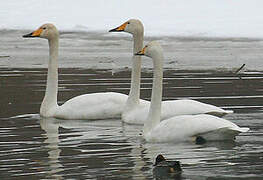 Whooper Swan