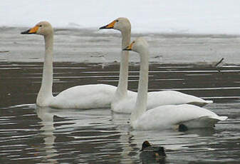 Cygne chanteur