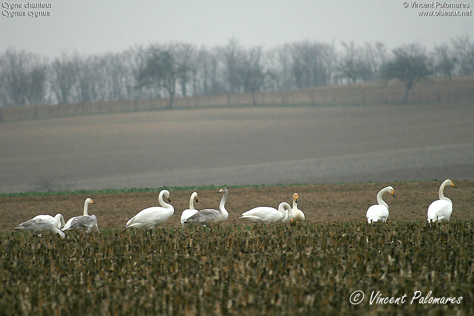 Whooper Swan