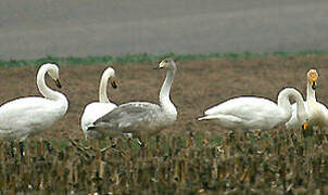 Whooper Swan