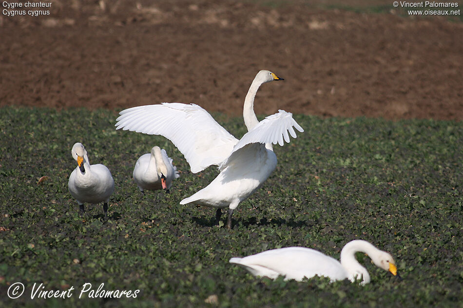 Cygne chanteuradulte