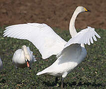 Whooper Swan