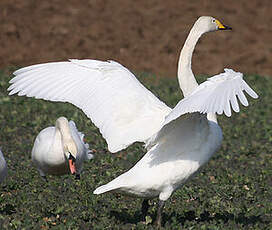 Cygne chanteur