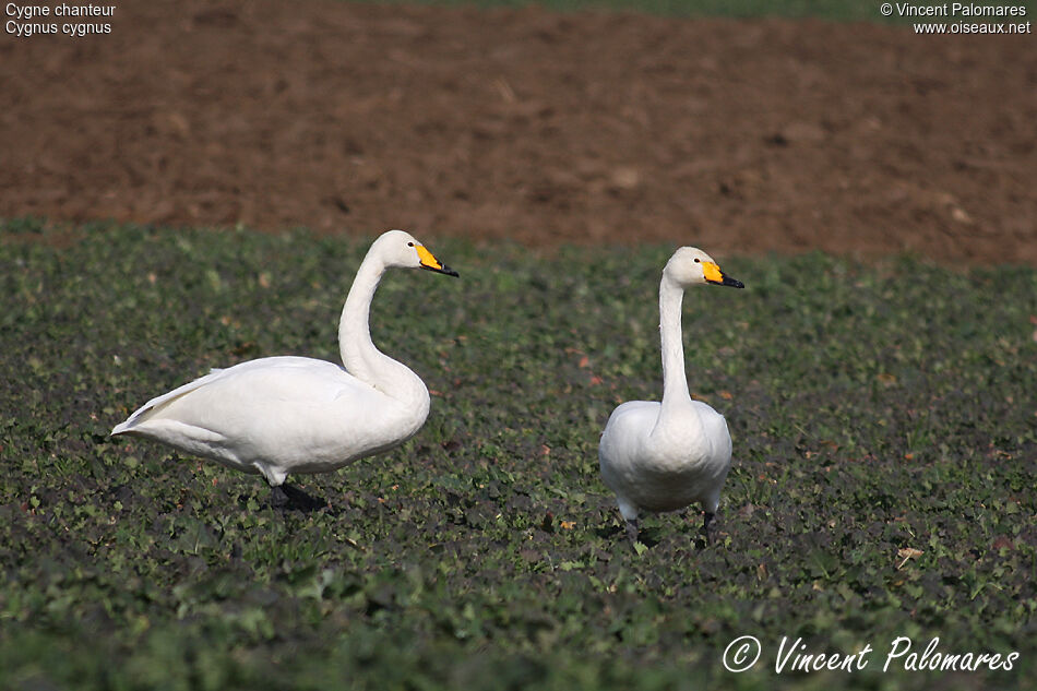 Cygne chanteuradulte