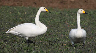 Whooper Swan