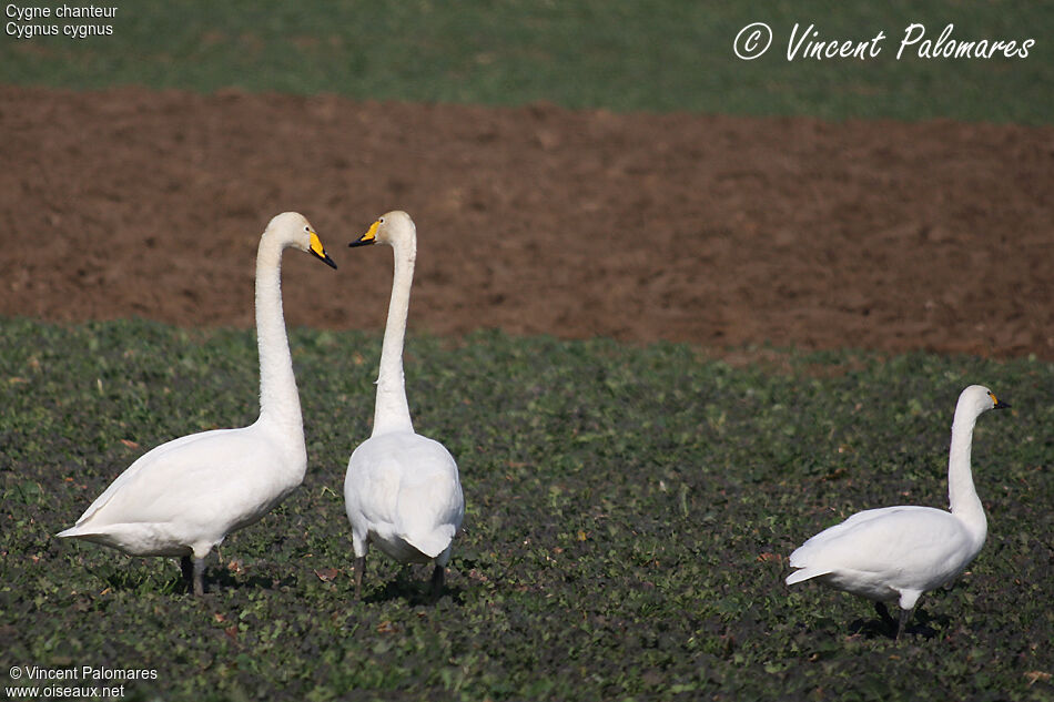 Cygne chanteuradulte