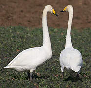 Whooper Swan