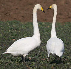 Cygne chanteur