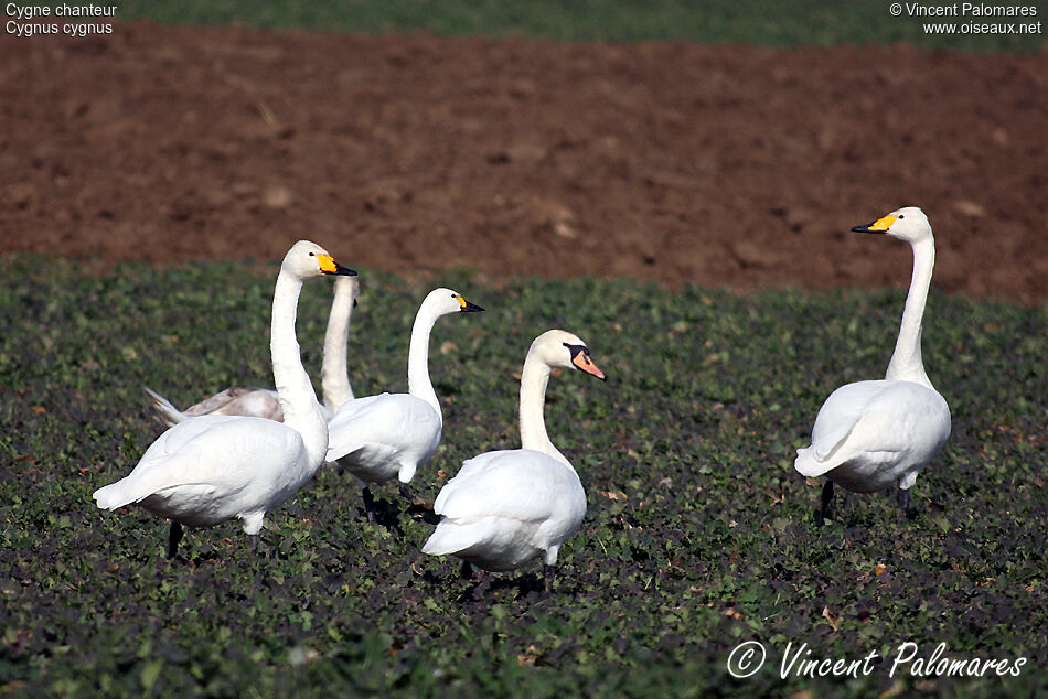 Cygne chanteuradulte