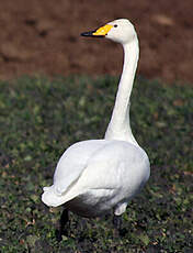 Cygne chanteur