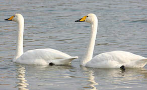 Cygne chanteur