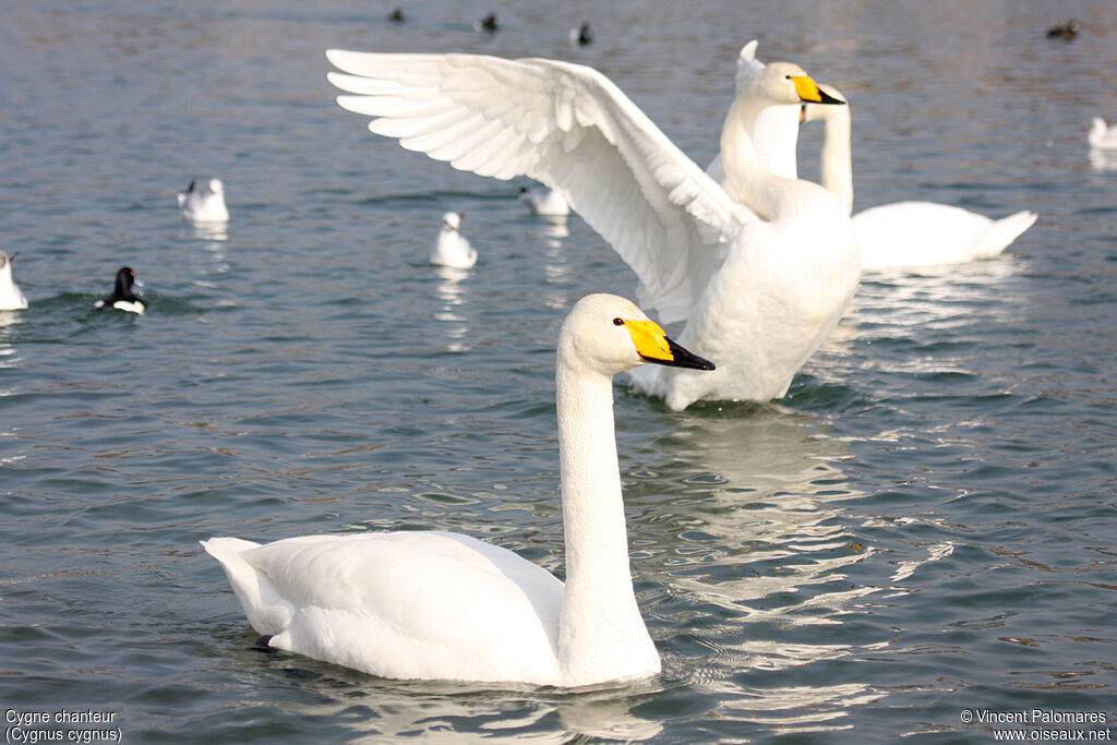 Cygne chanteur adulte