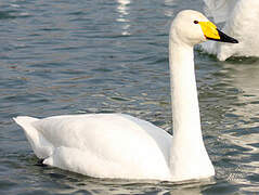 Cygne chanteur