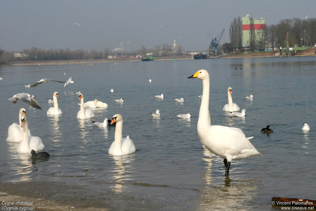 Cygne chanteuradulte