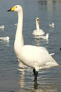 Cygne chanteur