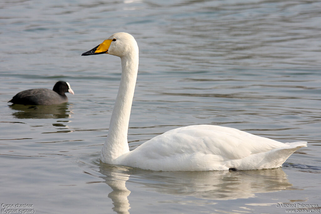 Cygne chanteuradulte