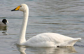 Whooper Swan