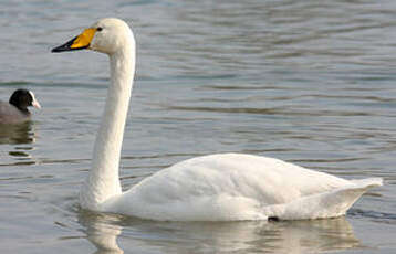 Cygne chanteur