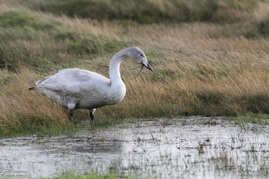 Whooper SwanFirst year