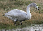 Cygne chanteur
