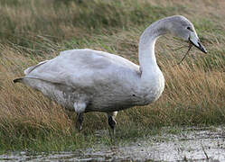 Cygne chanteur