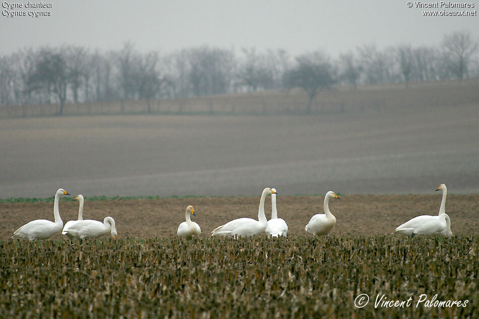 Cygne chanteuradulte