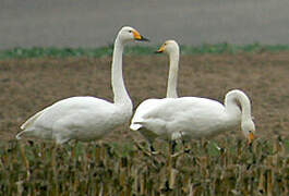 Cygne chanteur