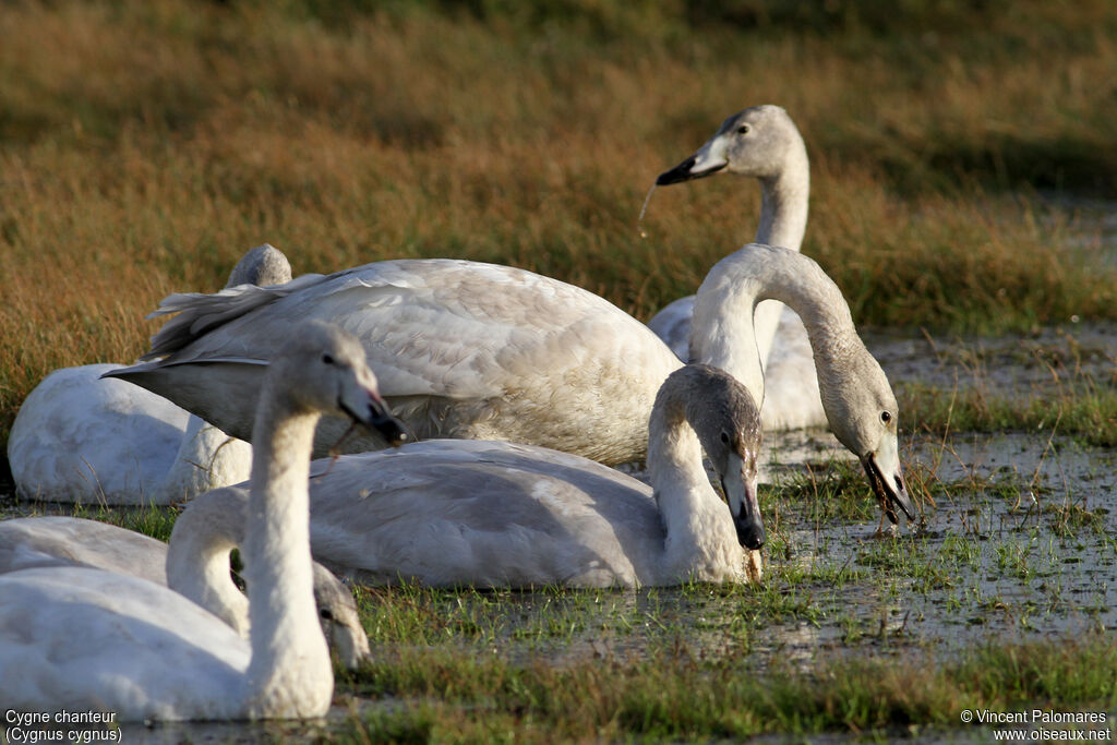 Cygne chanteur1ère année, mange