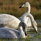 Cygne chanteur