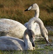 Whooper Swan