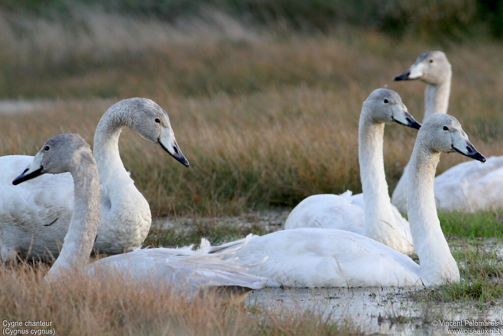 Cygne chanteur1ère année